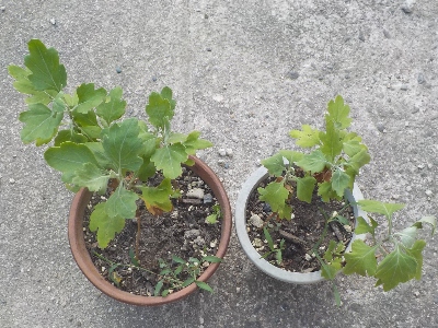 japan 菊は小さい鉢だと大きくならないですね。 8月