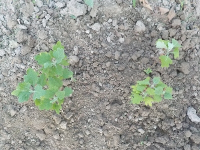 japan 菊は小さい鉢だと大きくならないですね。 8月