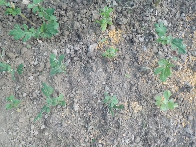 japan 菊は小さい鉢だと大きくならないですね。 8月