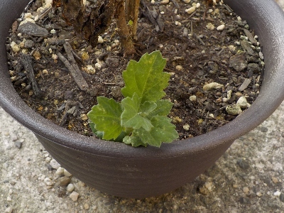 japan 植木鉢のすみっこから菊の小さいので出てました。 9月