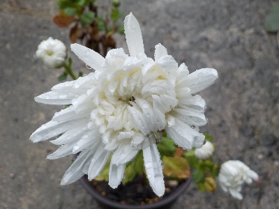 japan 手間暇かけて育てた菊が咲きだしました。 11月