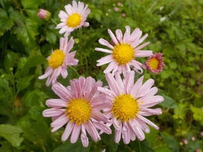 japan 手間暇かけて育てた菊が咲きだしました。 11月