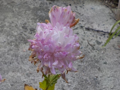 japan 白い菊が変色しました。 12月