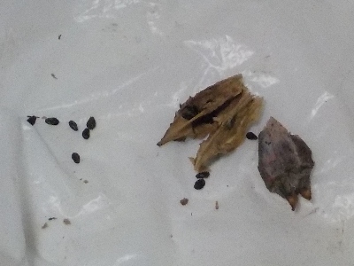 japan キキョウのタネを採りました。 9月