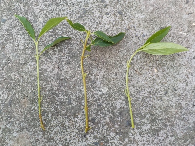 japan 秋にキキョウの挿し芽をやりました。 9月