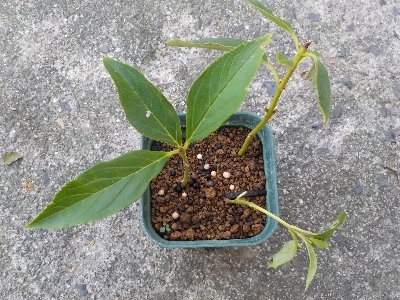 japan キキョウの挿し芽は大きくなっていないです。 11月