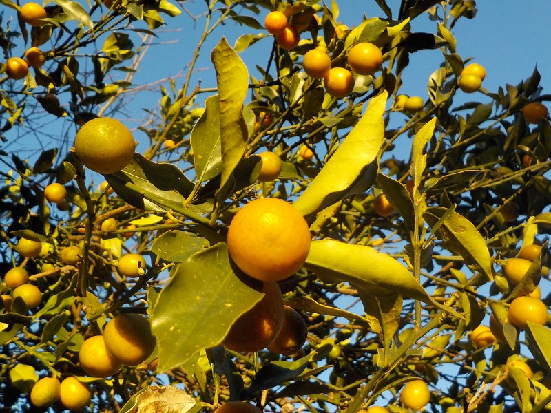 金柑を一つ食べました。