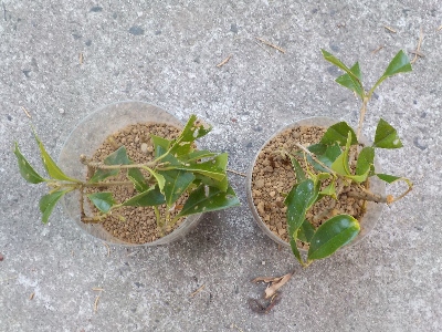 japan 金木犀の挿木をペットボトルでしました。 6月