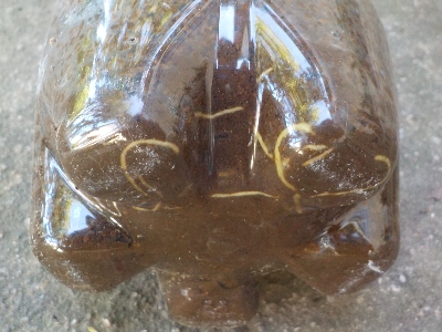 japan 金木犀の挿木が発根していました。 8月