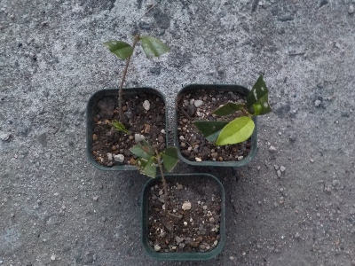 japan 金木犀の挿し木を鉢上げしました。 9月