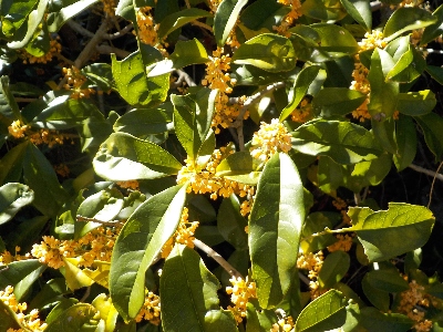 japan 金木犀の花が日差しに当たって輝いてました。 10月