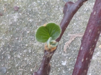 japan 枯れたと思ったキウイの挿し木から芽が出ました。 7月
