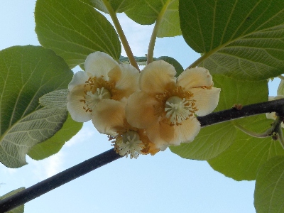 japan キウイの雄花雌花が咲きました。 5月
