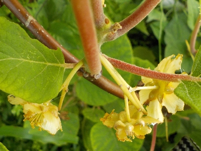 japan キウイの雄花雌花が咲きました。 5月