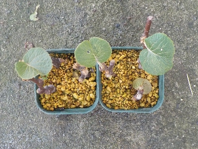 japan キウイの挿し木は３本葉っぱが残っています。 6月