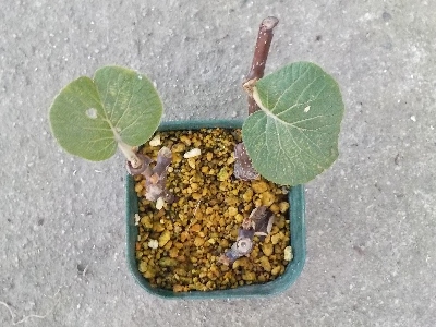 japan キウイの挿木で葉っぱが付いたものが2本になりました。 6月