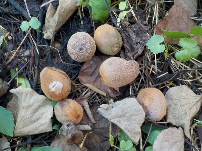japan キウイの実が雨に打たれて落ちました。 8月