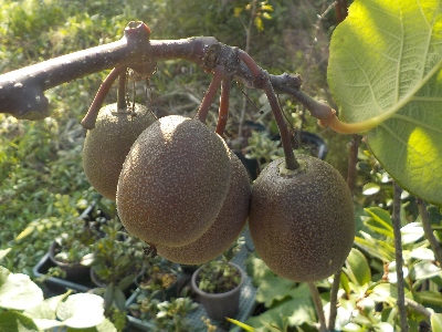 japan 株元に近いキウイが生き残ったので収穫しました。11月