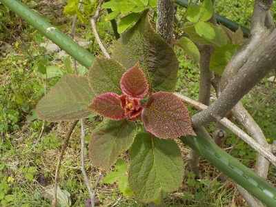 japan 今年も実生のキウイに花はなさそう。 4月