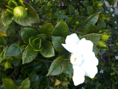 japan 今年最初のクチナシは奇形でした。 6月