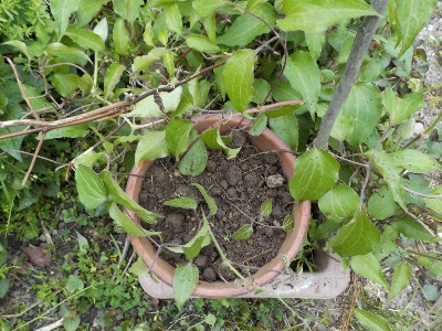 japan クレマチスのツル伏せをしました。 4月