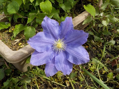 japan クレマチス（風車）が咲きました。 4月