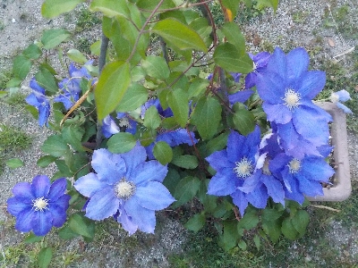 japan このクレマチスは今がピークだな。 5月