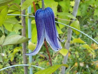 japan ロウグチが咲きました。 5月