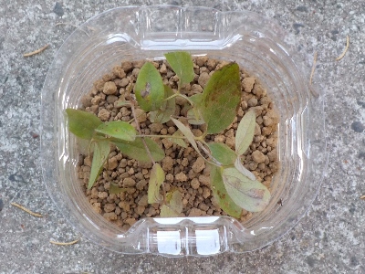 japan クレマチスの篭口を挿し芽しました。 6月