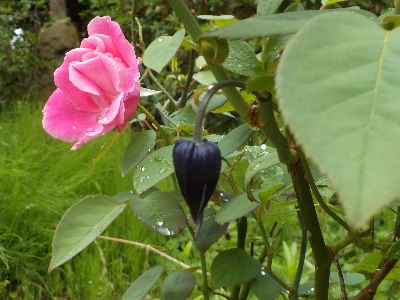 japan カザグルマだと思っていたらロウグチでした。 6月