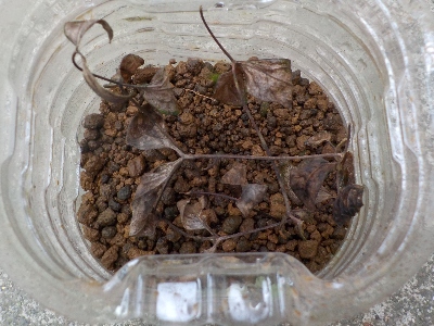 japan 6月にしたクレマチスの挿し芽は失敗しました。 10月