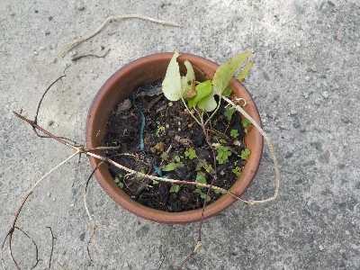 japan 4月にツル伏せしたクレマチスを切り離しました。 11月