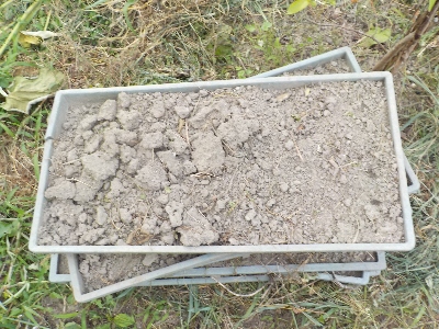 japan 草の根マルチは断念しました。 8月