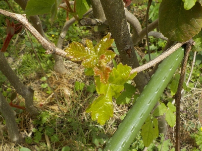 japan このマスカットは11年も育てています。 4月