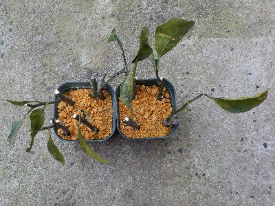 japan 今年もまた温州ミカンの挿し木をしました。 3月