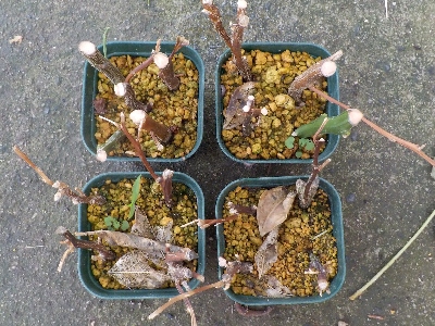 japan ミカンの挿し木は失敗しました。 6月