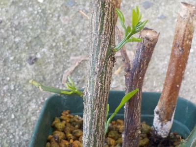japan 失敗したと思っていたミカンの挿木から芽が出ていました 7月