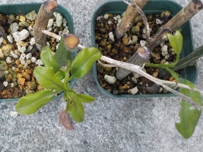 japan ミカンがすくすく育っていると思っていましたが、根っこはなかったです。 9月