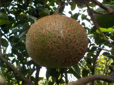 japan 赤茶色の錆っぽいみかんがありました。 9月