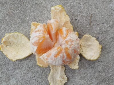 japan 温州みかんが美味しくなったので収穫しました。 11月