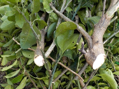 japan みかんの剪定をしました。 12月