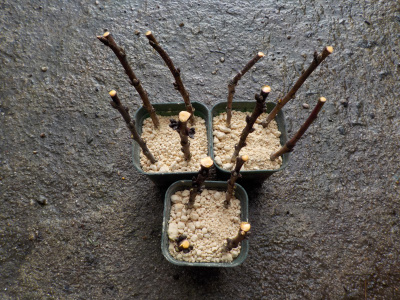 桃の剪定中に雨が降ったので挿し木しました。