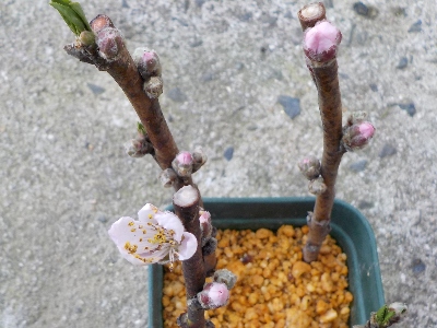 japan 挿し木の桃が開花しました。 3月