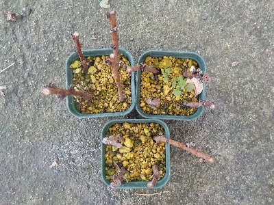 japan 桃の挿し木は失敗しました。 6月