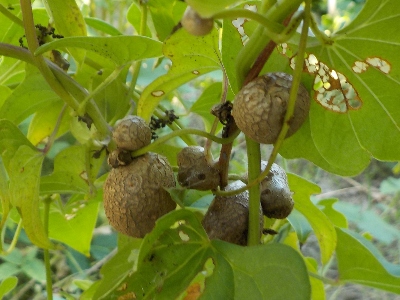 japan 今年はムカゴが少なかったです。 10月
