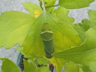 japan ムクゲに青虫がいました。 5月