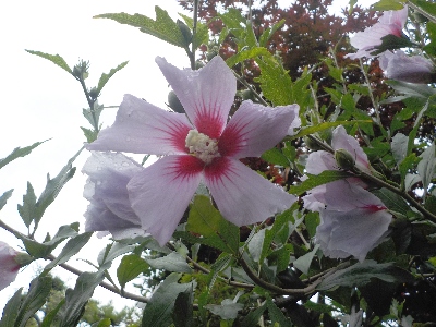 japan ムクゲが開花中です。 6月