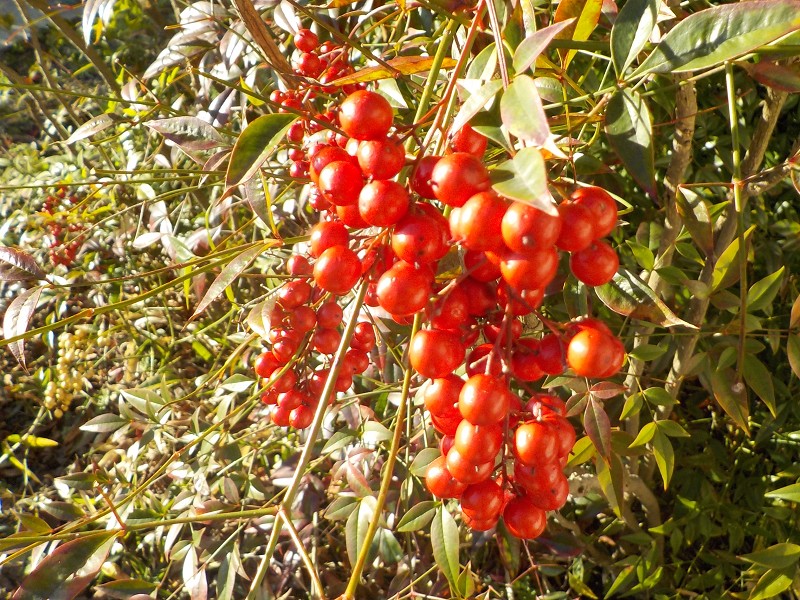 南天の実が沢山残っています。