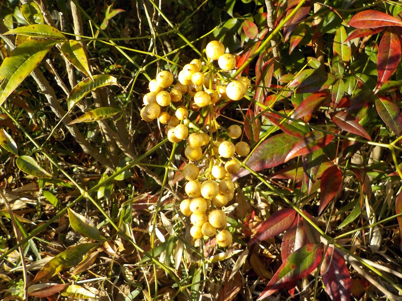 南天の実が沢山残っています。