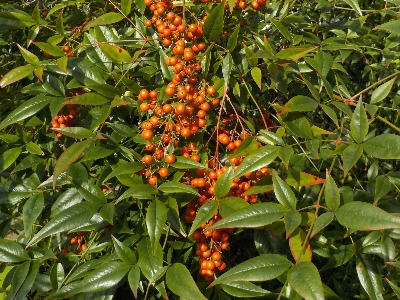 japan 南天の実が朱色になりました。 11月